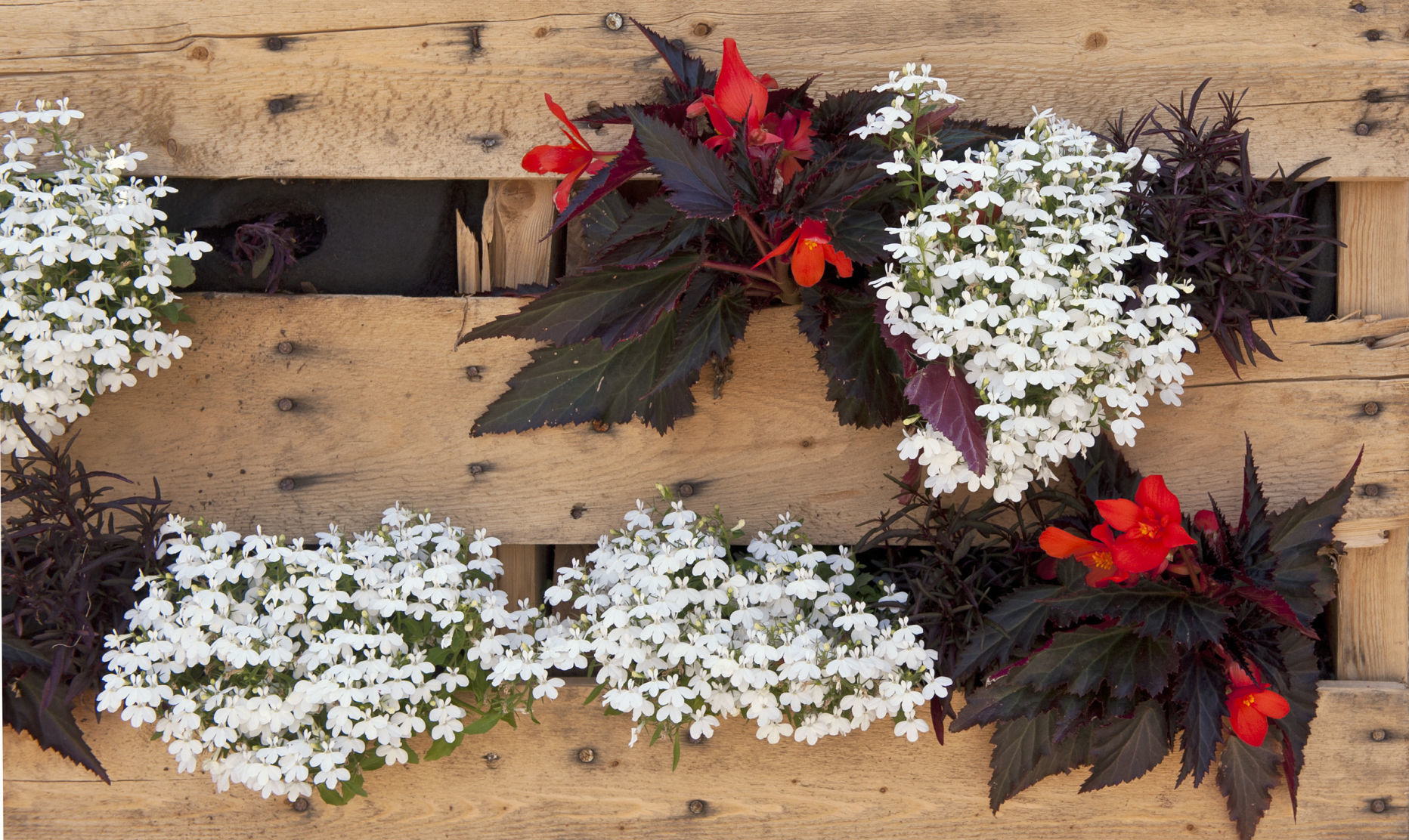 Pallet gardening